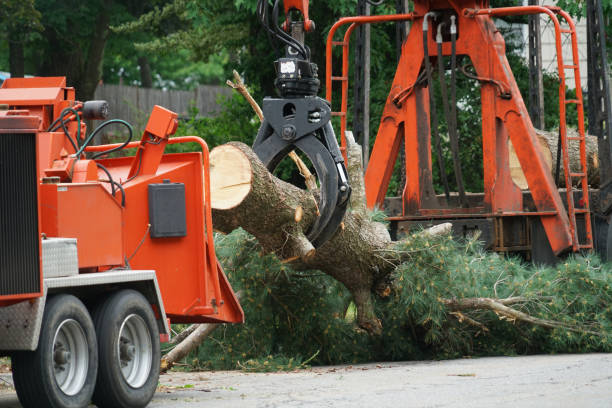 How Our Tree Care Process Works  in Janesville, WI